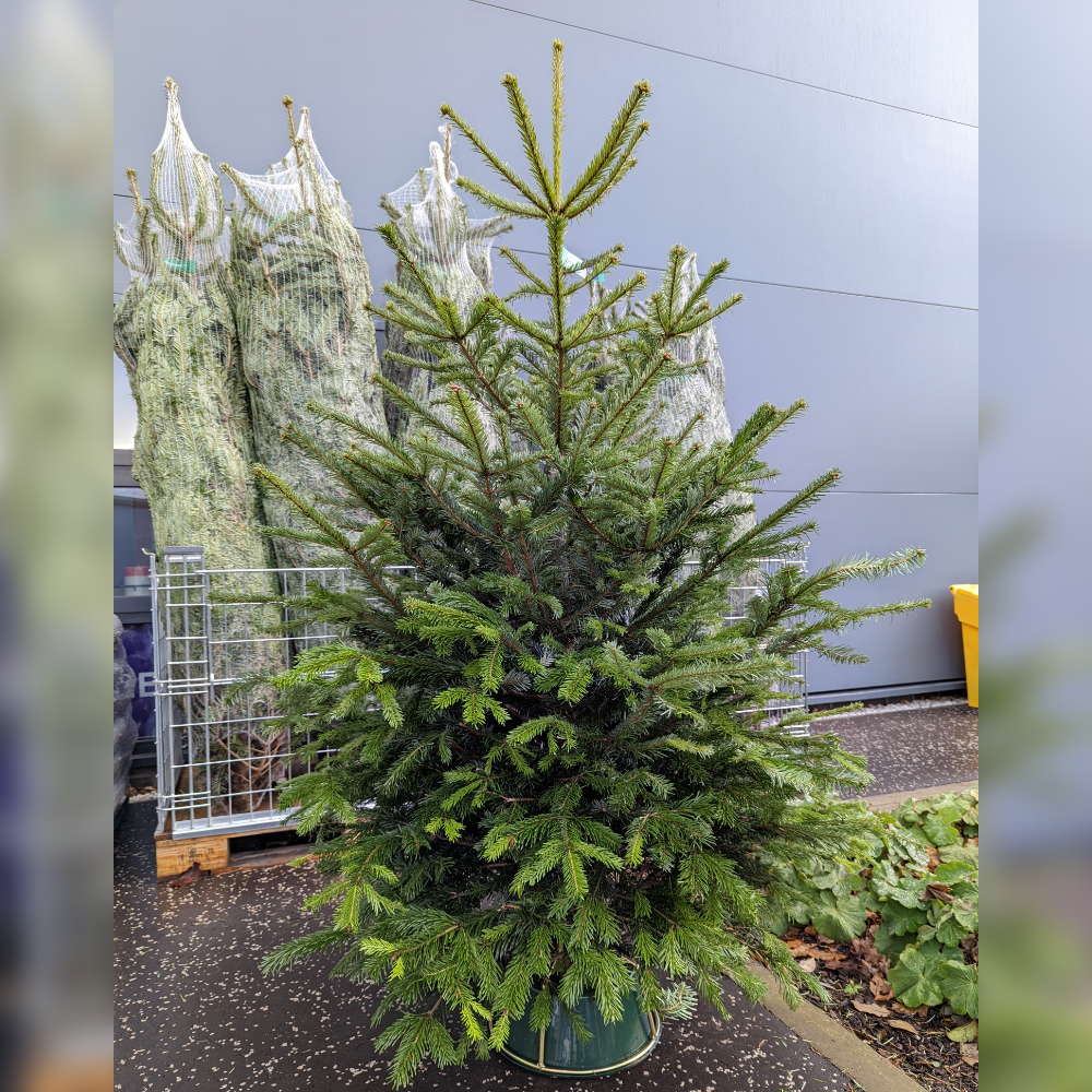 ULTIMATE Nordmann Fir Fresh Cut Christmas Tree (6-8ft)