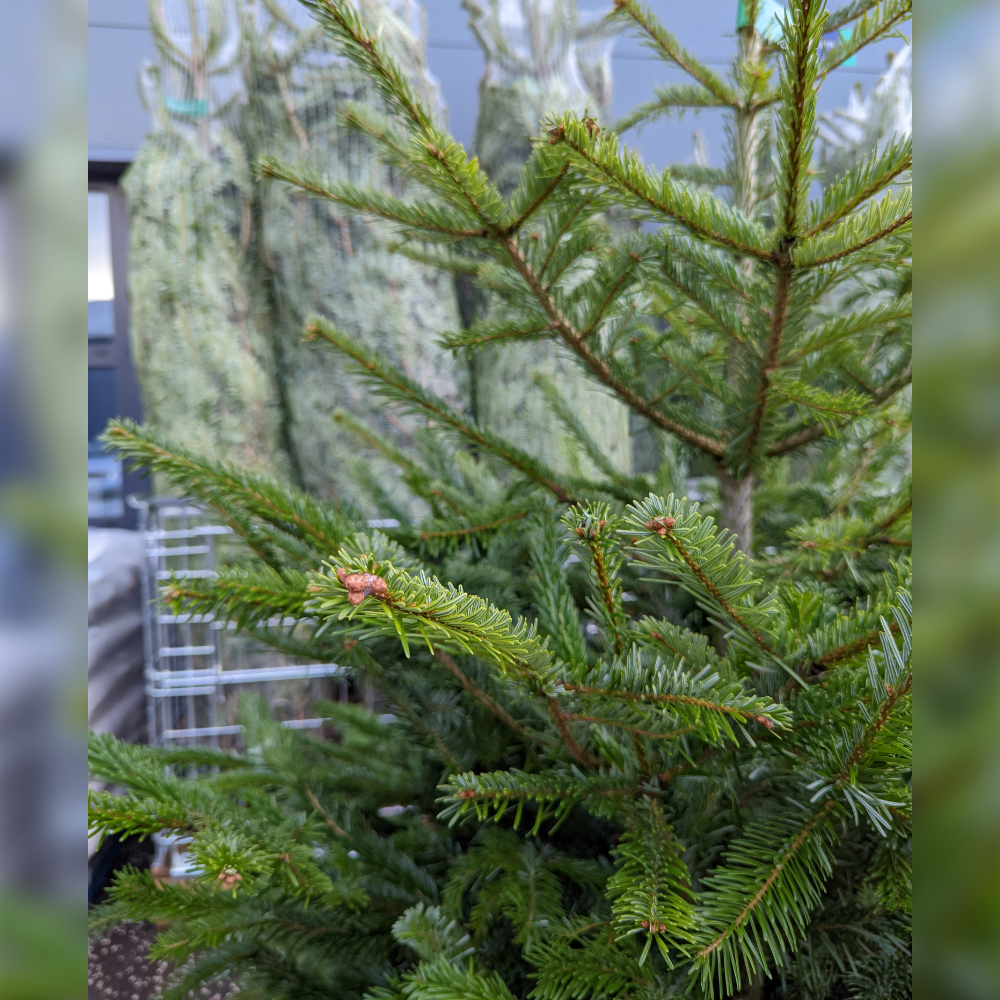 ULTIMATE Nordmann Fir Fresh Cut Christmas Tree (6-8ft)