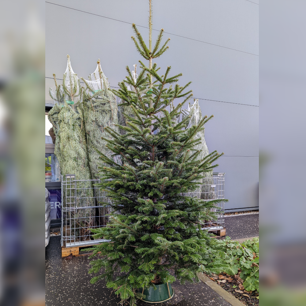 ULTIMATE Nordmann Fir Fresh Cut Christmas Tree (6-8ft)