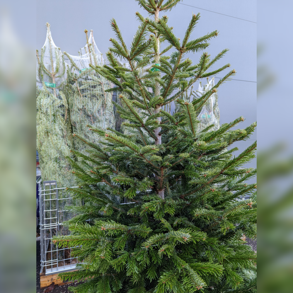 ULTIMATE Nordmann Fir Fresh Cut Christmas Tree (6-8ft)